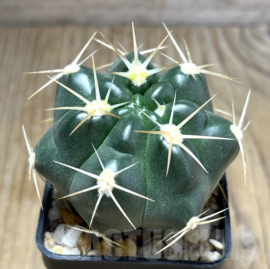 SHPR29857 Gymnocalycium orientale, new form