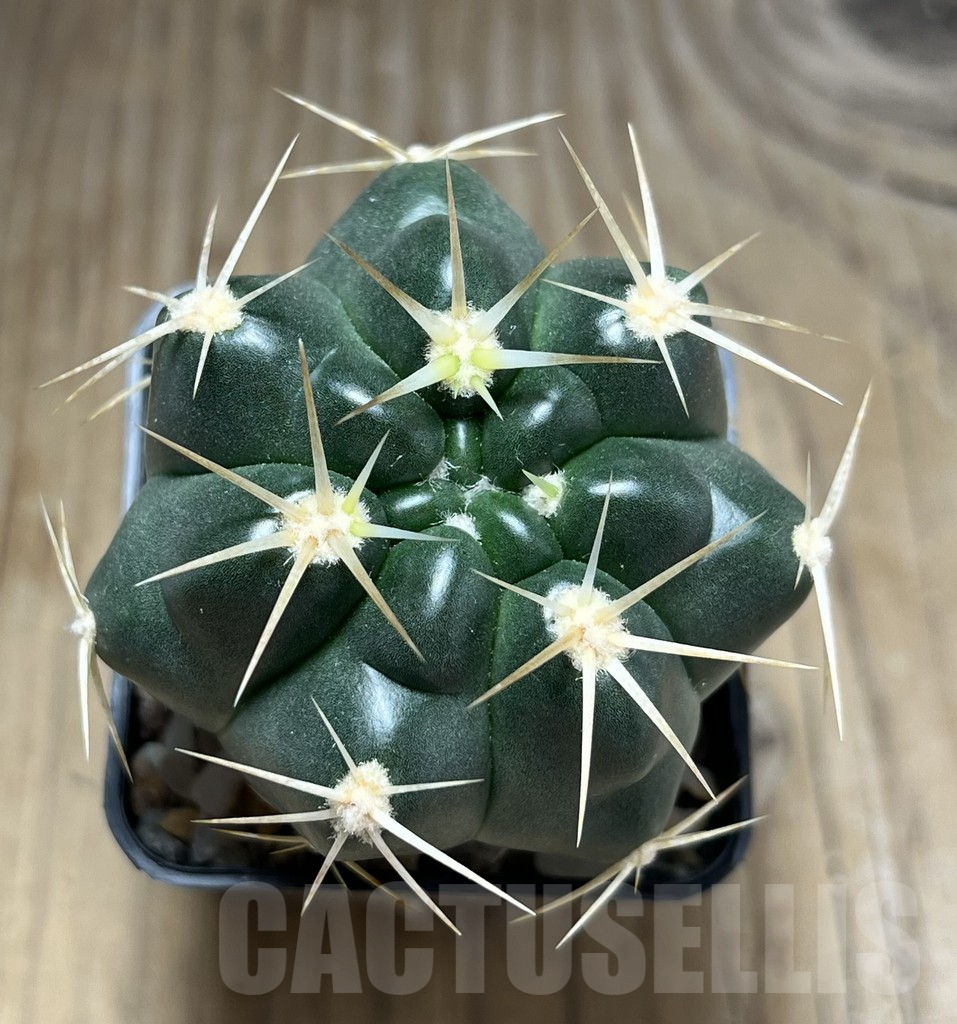 SHPR29857 Gymnocalycium orientale, new form - Image 2