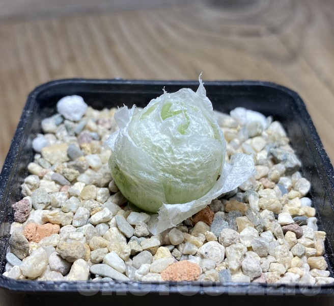 VVG30682 Haworthia lockwoodii seedling - Image 2