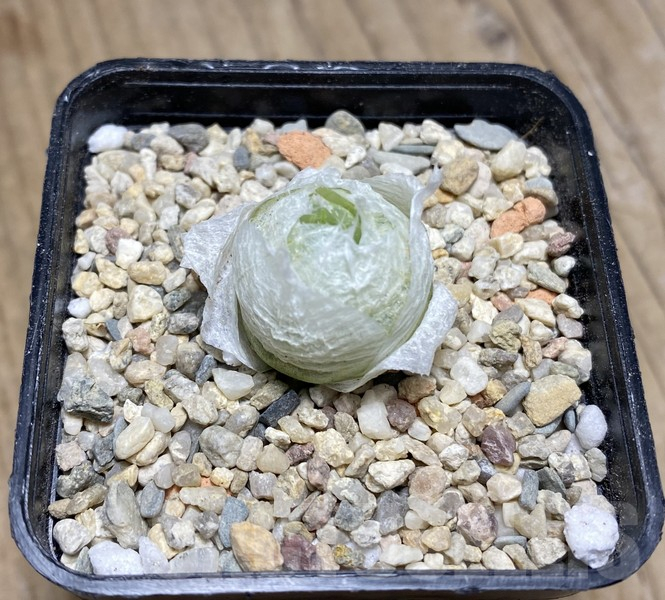 VVG30682 Haworthia lockwoodii seedling