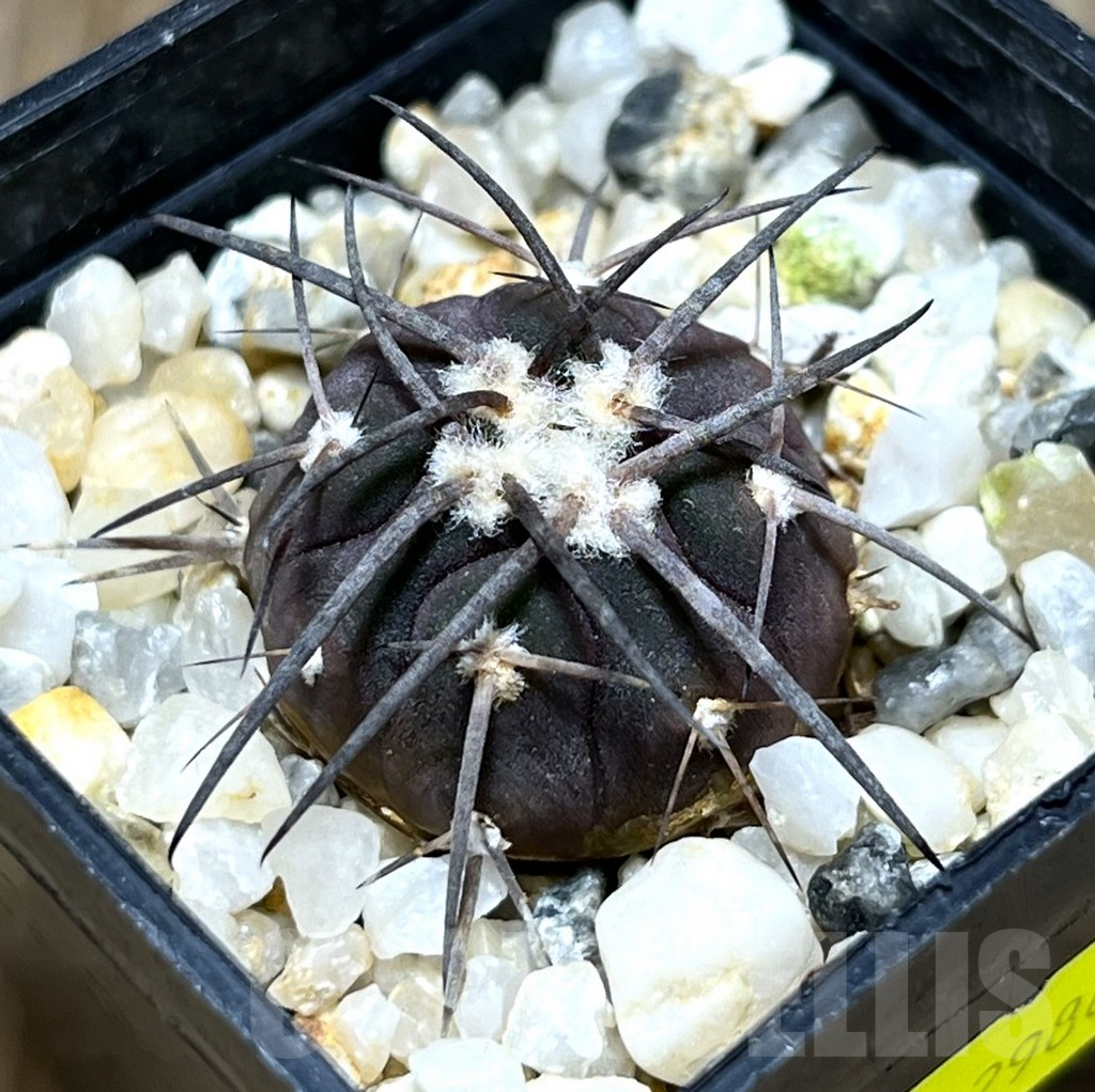 SHPR29862 Gymnocalycium spegazzinii v. major