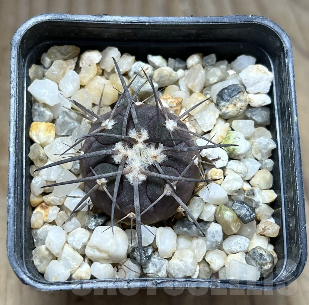 SHPR29862 Gymnocalycium spegazzinii v. major - Image 2