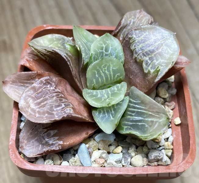 VVG30686 Haworthia VVG2 x VVG3 clon1