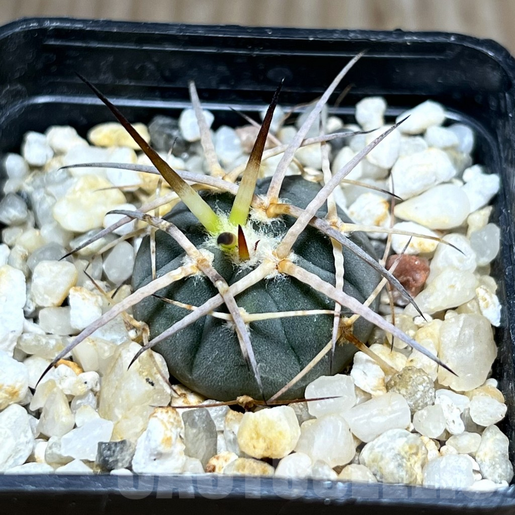 SHPR29863 Gymnocalycium cardenasianum armatum, HTH 106