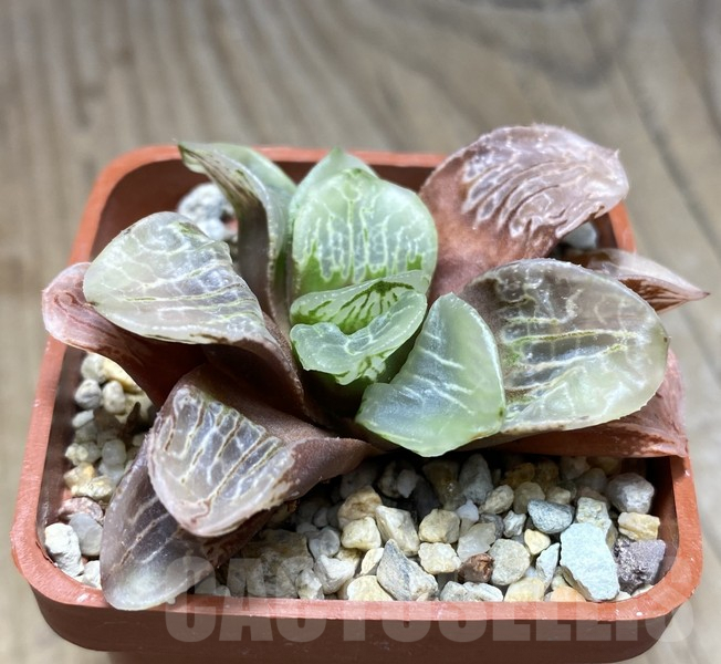 VVG30686 Haworthia VVG2 x VVG3 clon1 - Image 2