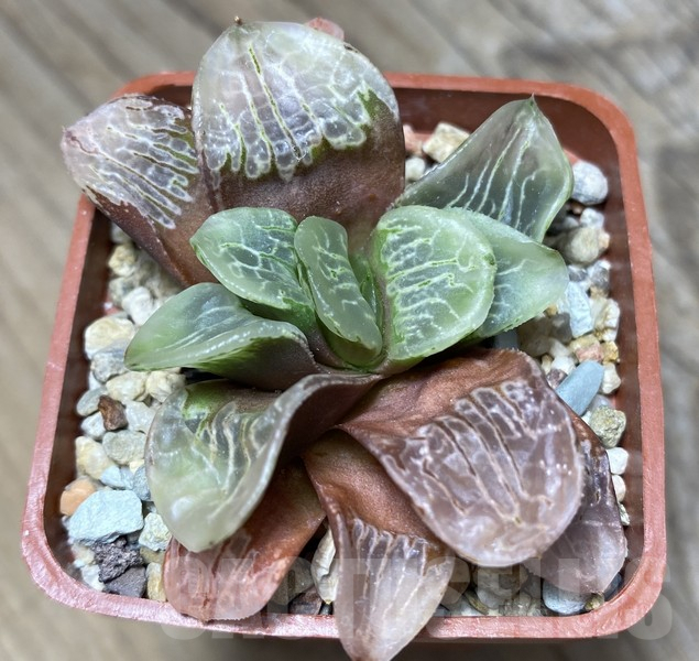 VVG30686 Haworthia VVG2 x VVG3 clon1 - Image 3