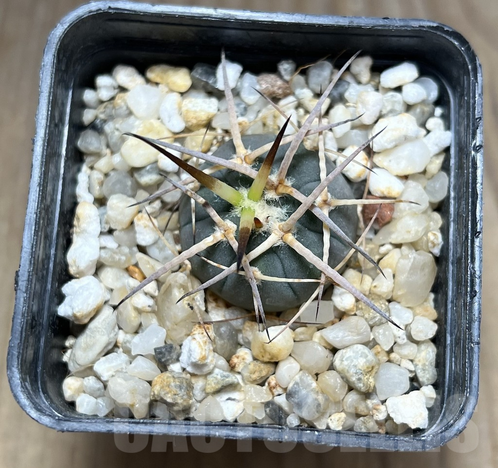 SHPR29863 Gymnocalycium cardenasianum armatum, HTH 106 - immagine 2