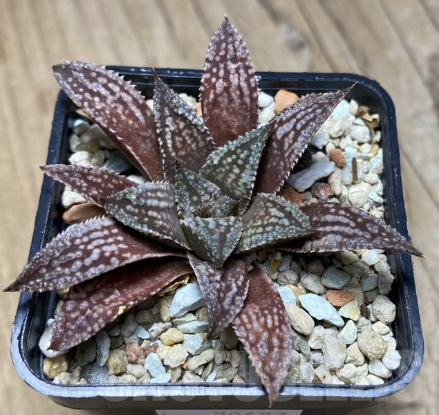 VVG30687 Haworthia 'Black Major' x 'Yulia' F2