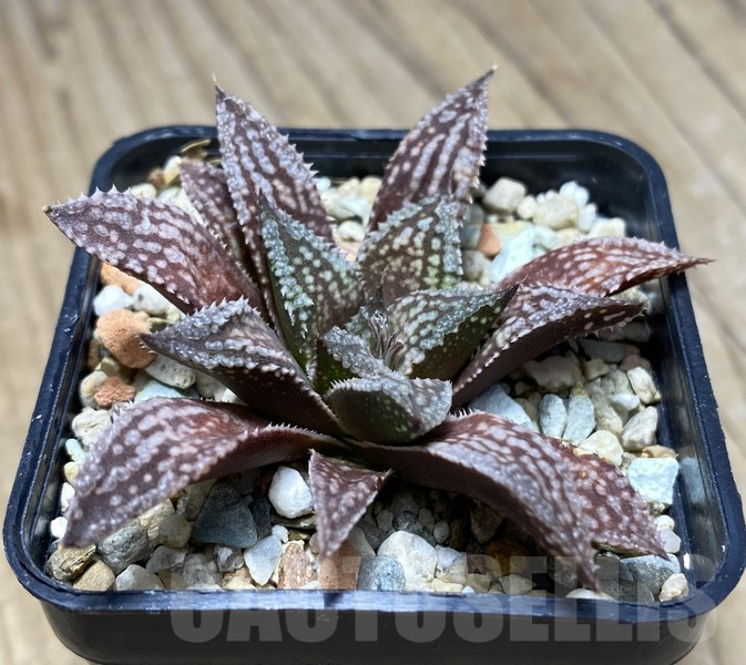 VVG30687 Haworthia 'Black Major' x 'Yulia' F2 - Imagen 2