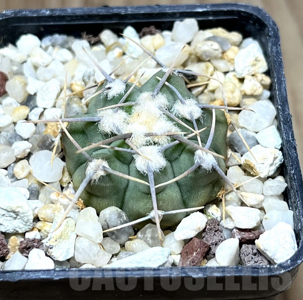 SHPR29866 Gymnocalycium vatteri -Long spines-