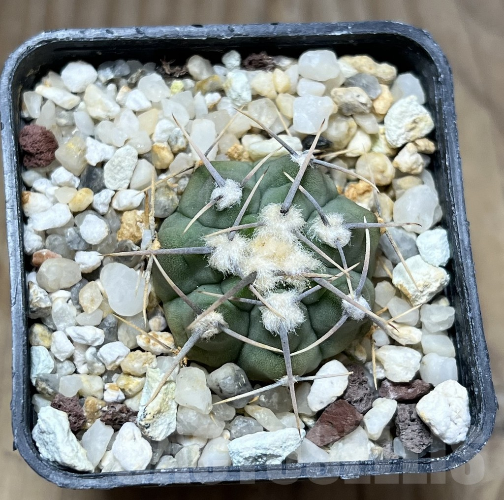 SHPR29866 Gymnocalycium vatteri -Long spines- - Obrázek 2