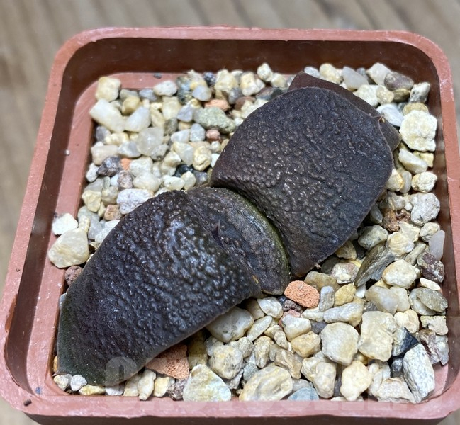 VVG30692 Gasteria armstrongii -Japan- - Imagen 2