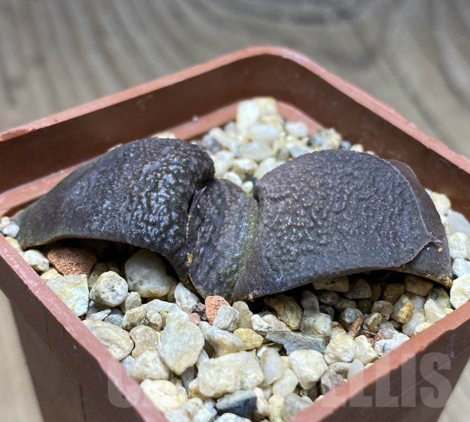 VVG30692 Gasteria armstrongii -Japan-