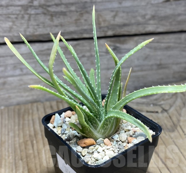 VVG30693 Aloe bowiea