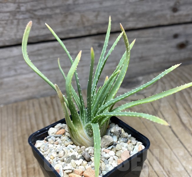 VVG30693 Aloe bowiea – Image 2