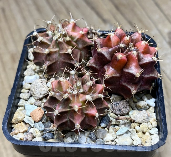 VVG30694 Gymnocalycium mihanovichii f.variegata VVG17 3 plants - Imagen 3