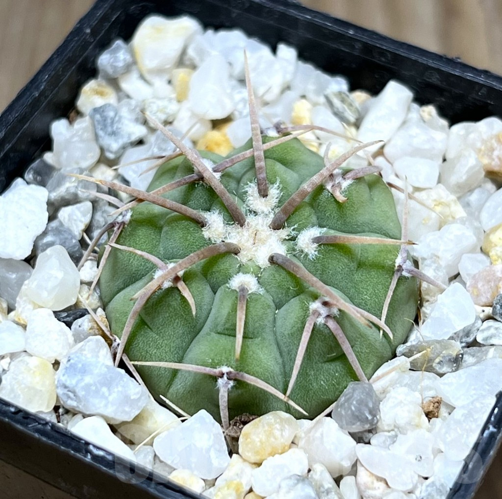 SHPR29870 Gymnocalycium vatteri -Uno spines-