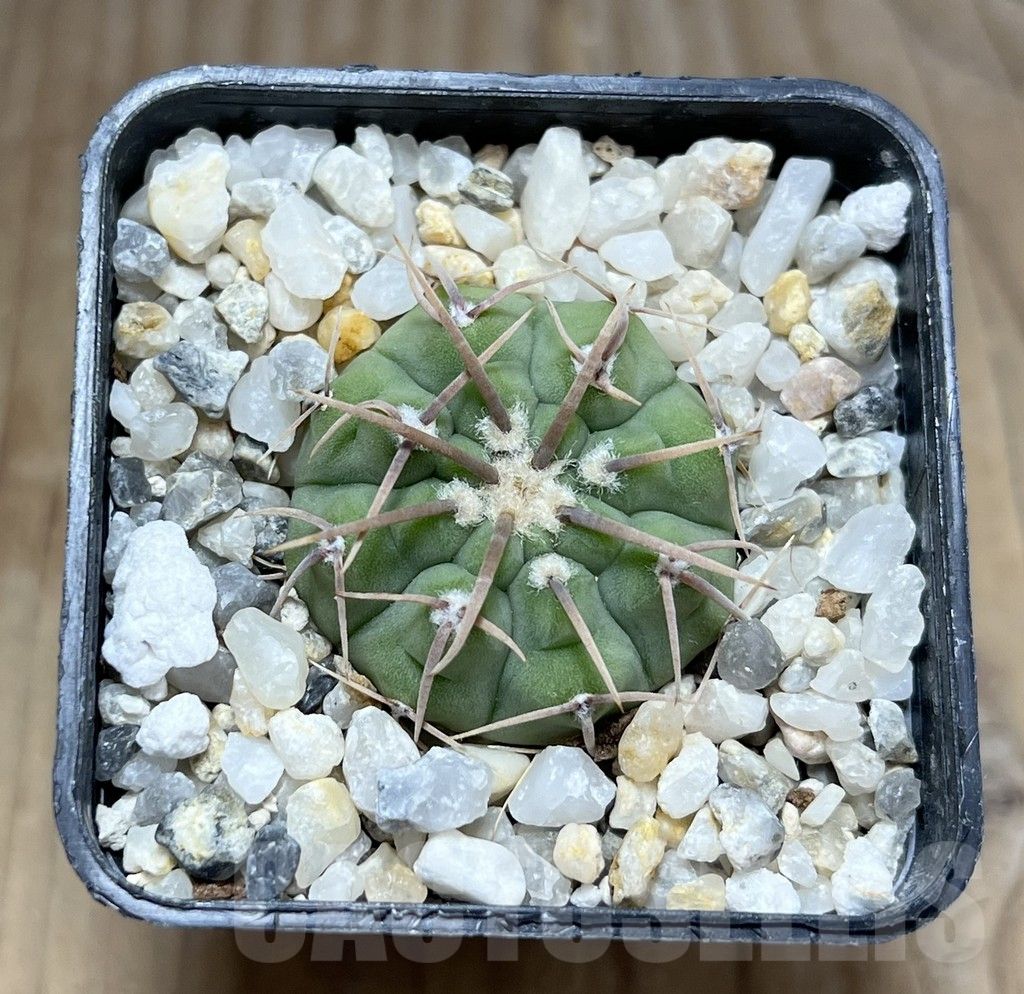 SHPR29870 Gymnocalycium vatteri -Uno spines- – Bild 2