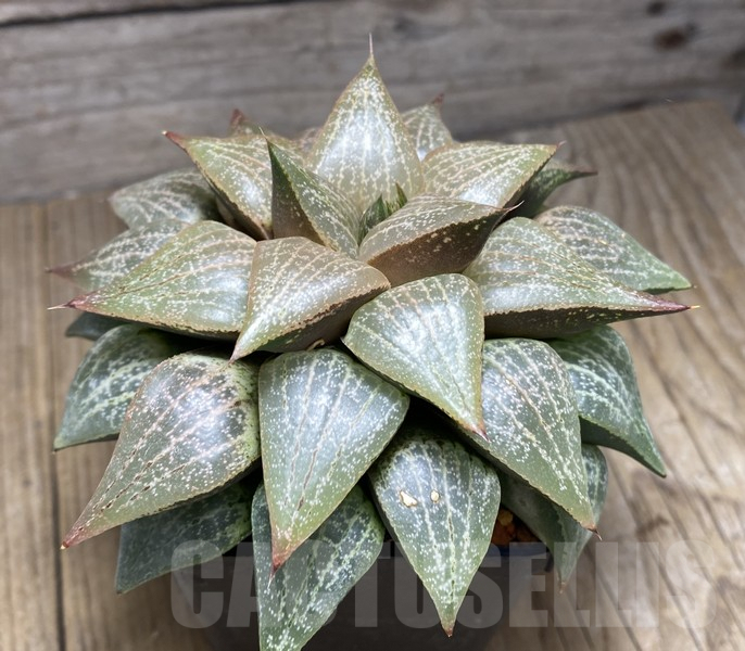 VVG30697 Haworthia comptoniana -Plap- clon1 - immagine 3