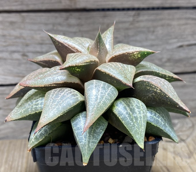 VVG30697 Haworthia comptoniana -Plap- clon1 - immagine 4