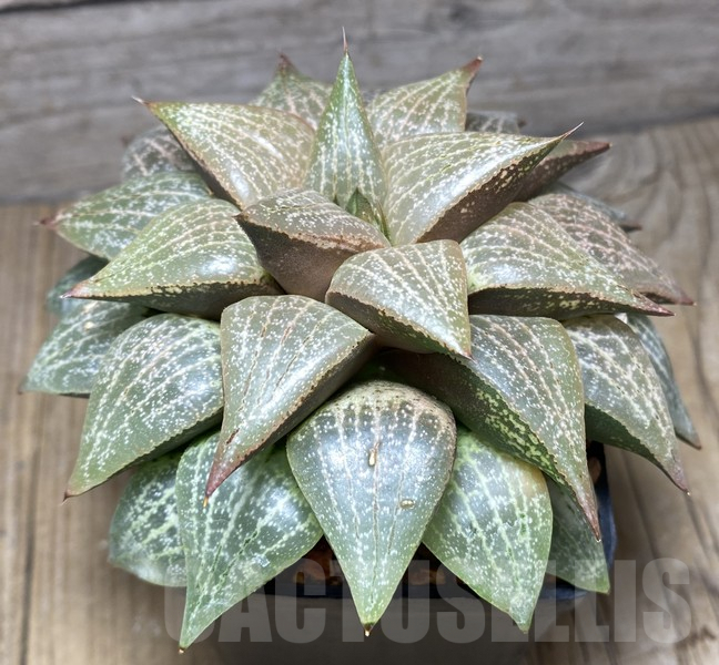 VVG30697 Haworthia comptoniana -Plap- clon1 - immagine 2