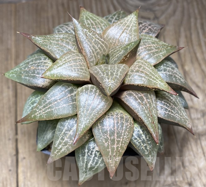 VVG30697 Haworthia comptoniana -Plap- clon1