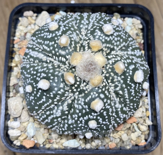 VVG30699 Astrophytum asterias 'Kikko' 5 ribs