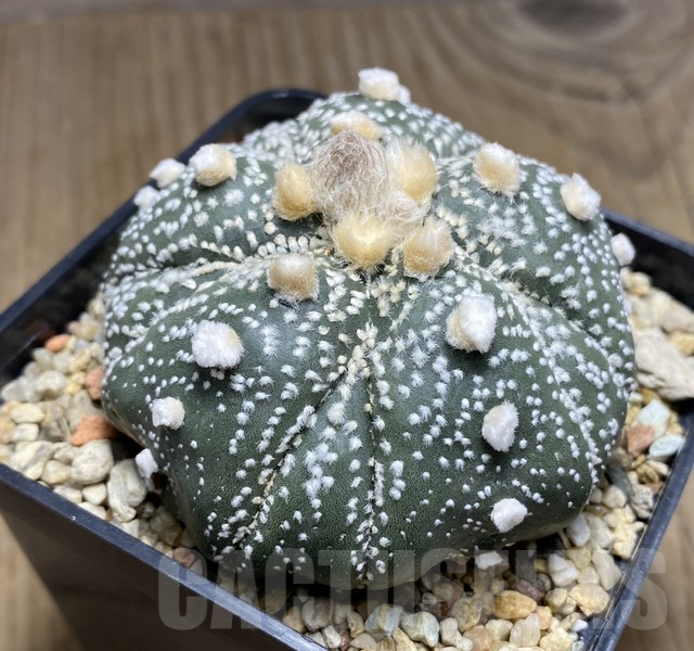 VVG30699 Astrophytum asterias 'Kikko' 5 ribs - 画像 (2)