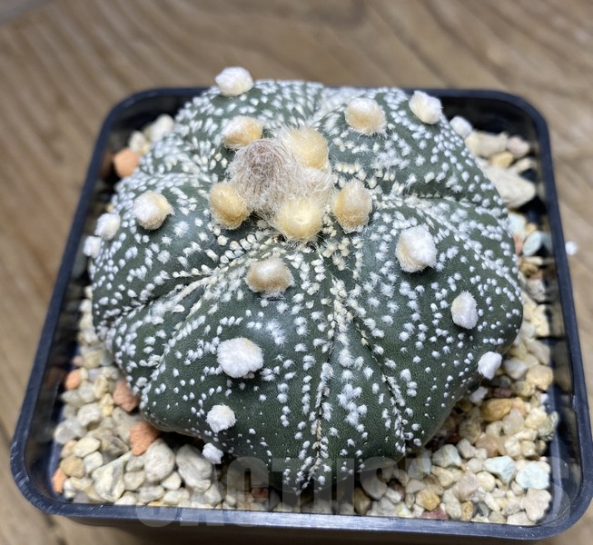 VVG30699 Astrophytum asterias 'Kikko' 5 ribs - 画像 (3)
