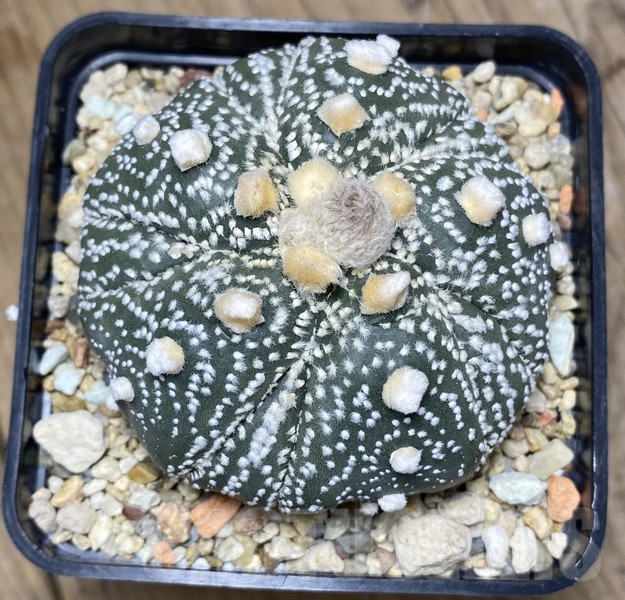 VVG30699 Astrophytum asterias 'Kikko' 5 ribs - 画像 (4)