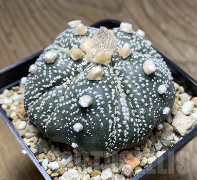 VVG30699 Astrophytum asterias 'Kikko' 5 ribs - 画像 (5)