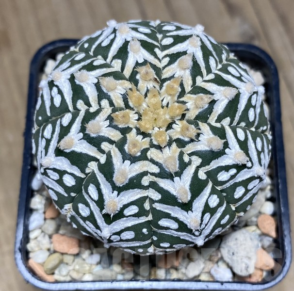 VVG30700 Astrophytum asterias ‘Super Kabuto’ V-type