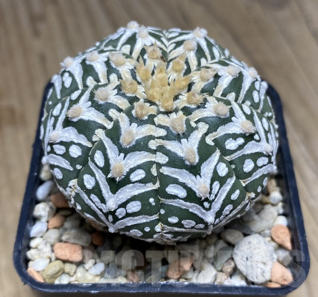 VVG30700 Astrophytum asterias ‘Super Kabuto’ V-type - Зображення 2