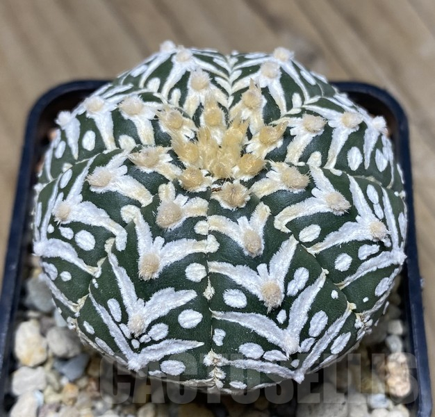 VVG30700 Astrophytum asterias ‘Super Kabuto’ V-type - Зображення 3
