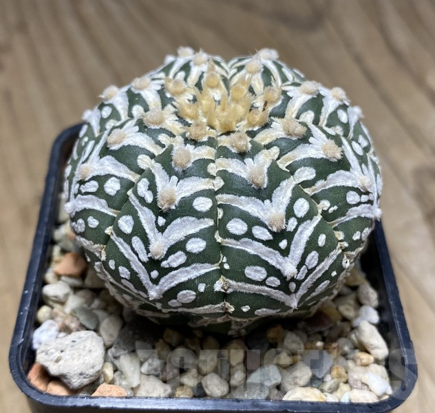 VVG30700 Astrophytum asterias ‘Super Kabuto’ V-type - Зображення 4
