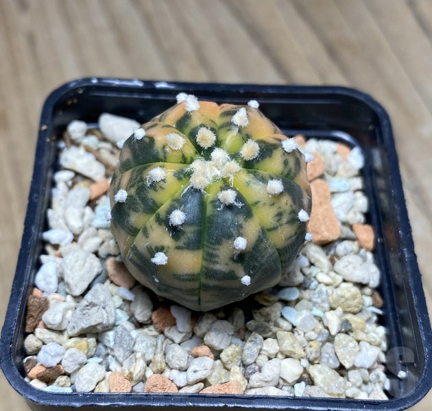 VVG30701 Astrophytum asterias ‘Purple Skin’ f. variegata - Зображення 3