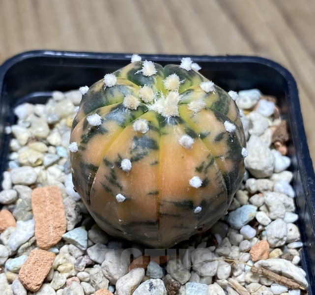 VVG30701 Astrophytum asterias ‘Purple Skin’ f. variegata - Зображення 2
