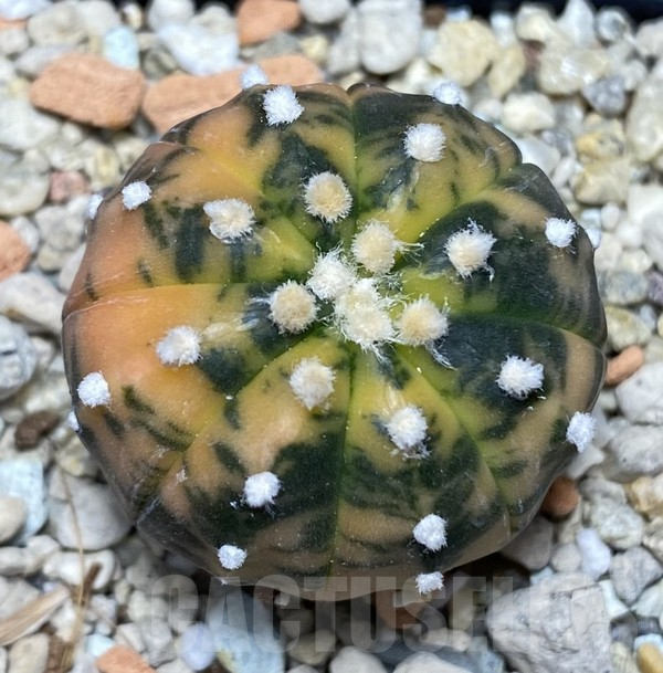 VVG30701 Astrophytum asterias ‘Purple Skin’ f. variegata