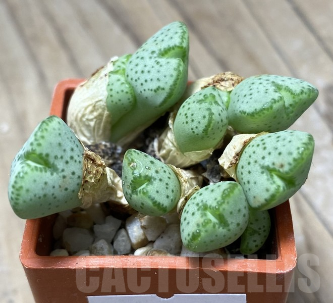 VVG30703 Conophytum taylorianum subs. ernianum -Rooiberg- Namibia - Obrázek 2