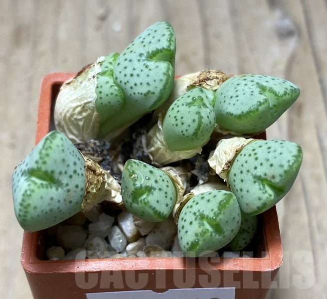 VVG30703 Conophytum taylorianum subs. ernianum -Rooiberg- Namibia