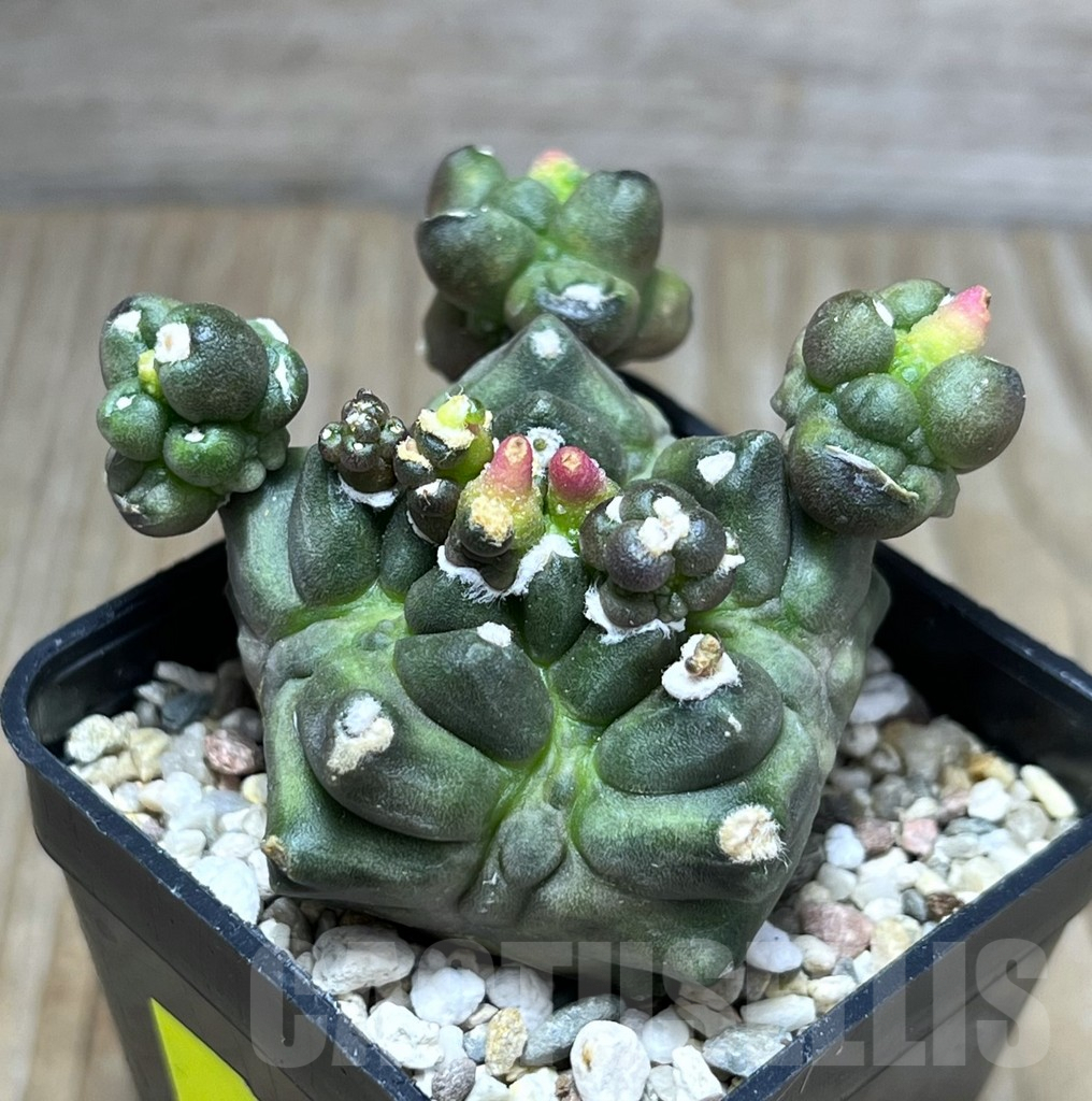 SHPR29879 Gymnocalycium mihanovichii ‘Transformer’