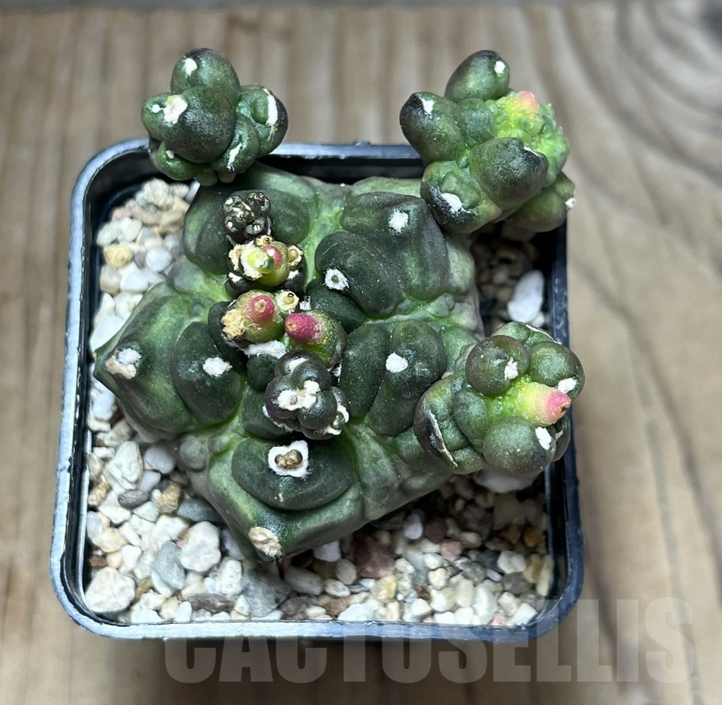 SHPR29879 Gymnocalycium mihanovichii ‘Transformer’ – Image 2