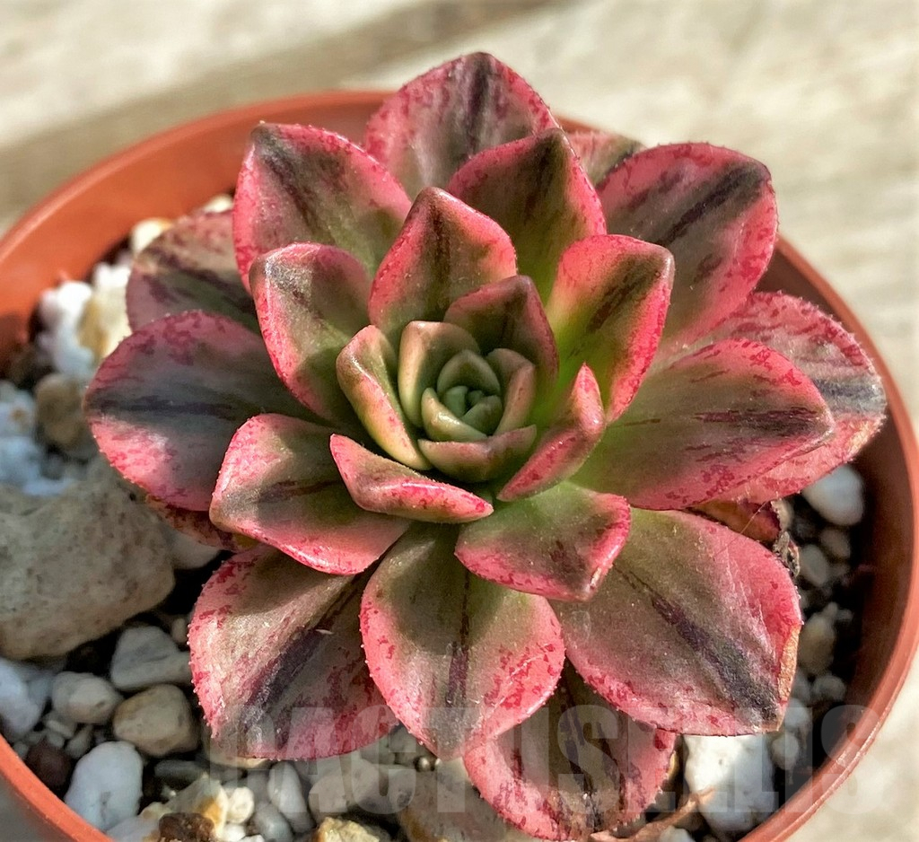 SHPR30763 Aeonium 'Bronze Medal' f. variegata - Image 2