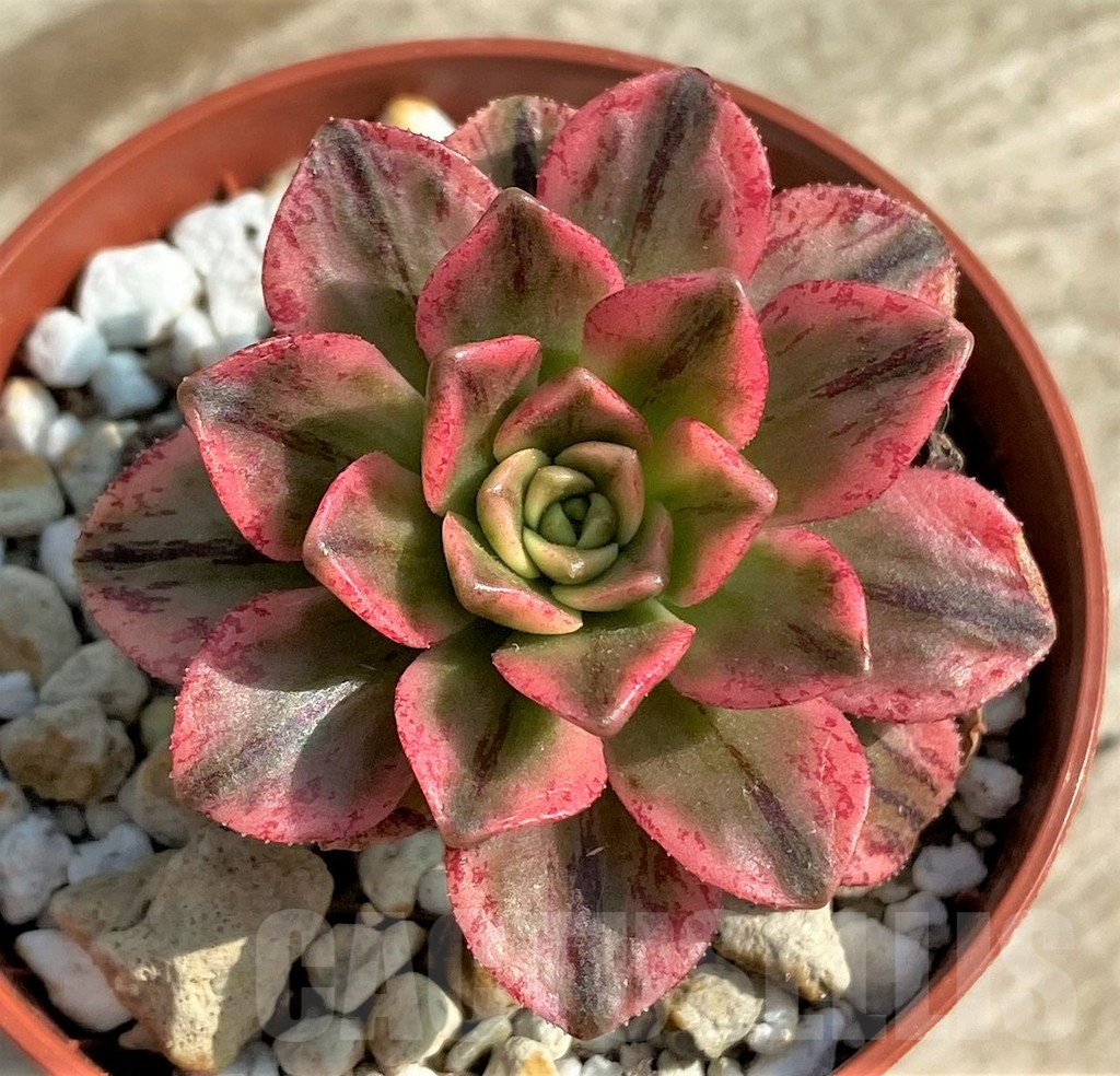 SHPR30763 Aeonium 'Bronze Medal' f. variegata