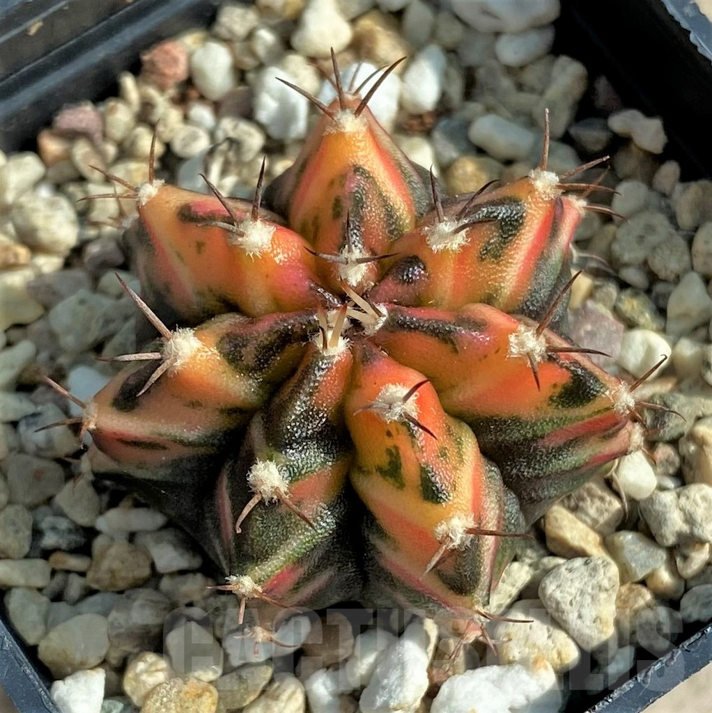 SHPR30766 Gymnocalycium mihanovichii f. variegata - Image 2