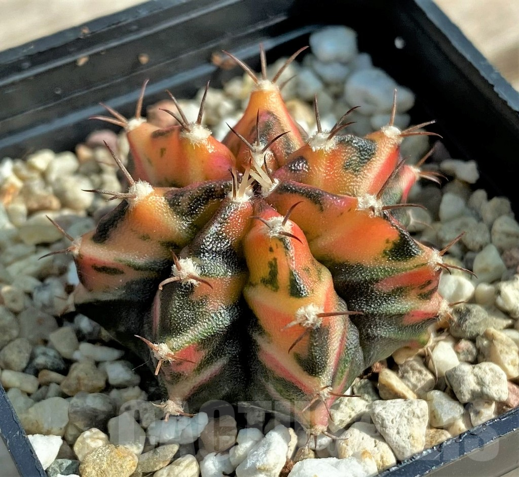 SHPR30766 Gymnocalycium mihanovichii f. variegata
