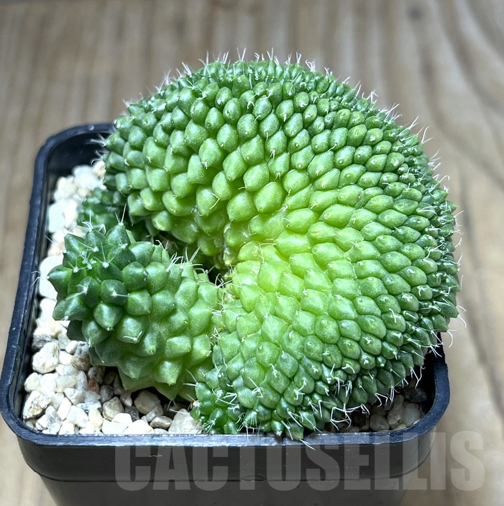 SHPR29886 Mammillaria bucareliensis f. cristata