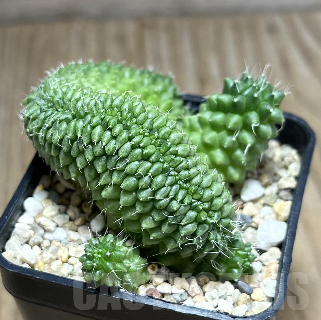 SHPR29886 Mammillaria bucareliensis f. cristata - Imagen 2