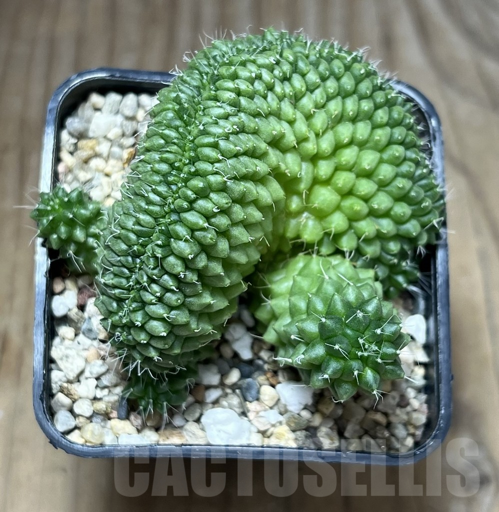 SHPR29886 Mammillaria bucareliensis f. cristata - Imagen 3