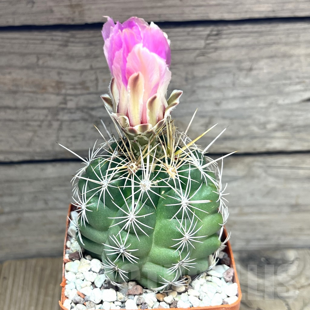 SHPR29892 Thelocactus bicolor v. schwarzii - Image 2